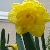 daffodils (15)